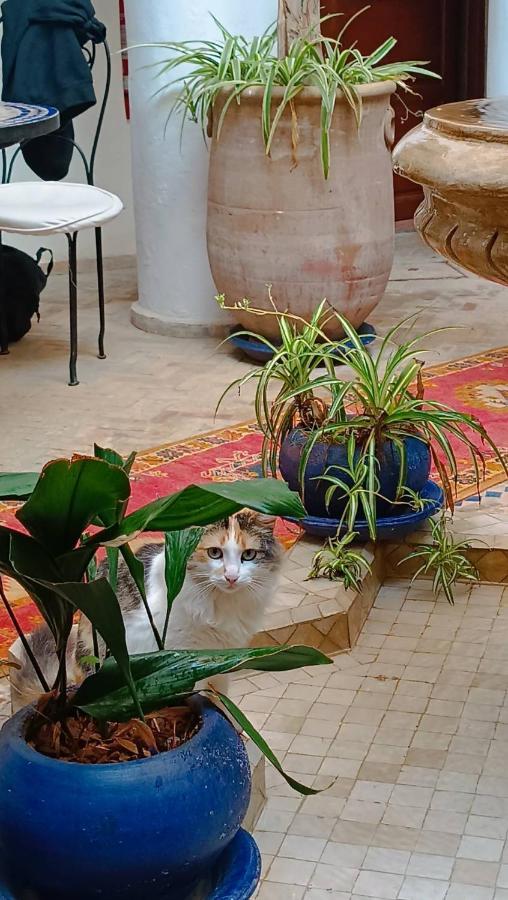 Chams Marrakech Marrakesh